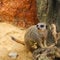 The meerkat, or meerkat lat. Suricata suricatta is a species of mammals