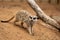 Meerkat at Monarto Safari Park, South Australia