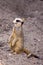 A Meerkat on the move