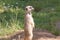 Meerkat, natural behavior, watching for enemies