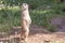 Meerkat, natural behavior, watching for enemies