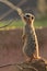 Meerkat observing its surroundings