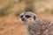 A meerkat opens its mouth yawning,