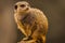 Meerkat perched atop a large rock, gazing up curiously