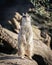 Meerkat perched atop a rocky hill.