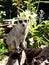 Meerkat Perched on Broken Tree Trunk