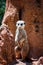 Meerkat perched infront of a termite hill at the zoo