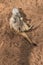 Meerkat playing dead