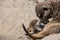 Meerkat playing in the sand