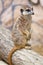 Meerkat portrait
