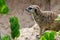 Meerkat Portrait Close Up Suricata suricatta