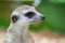Meerkat portrait of its head watching around very alert, look wide-awake. Close up of a meerkat