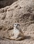 Meerkat Posing