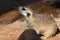 A meerkat profile close up  in the desert Suricata suricatta