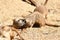 Meerkat puppies playing in a zoo