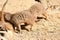 Meerkat puppies playing in a zoo