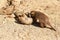 Meerkat puppies playing in a zoo