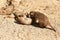 Meerkat puppies playing in a zoo