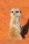 Meerkat puppy sentinel on red sand, Kalahar
