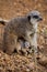 Meerkat pups huddled beneath their mother