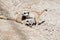 Meerkat pups playing