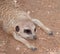 Meerkat resting on ground