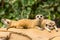 Meerkat resting on ground.