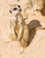 Meerkat on sand