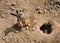 Meerkat in the Sand