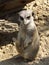 Meerkat in the Sand