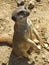 Meerkat in the Sand