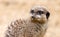 Meerkat on a sand background