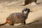 Meerkat on the sand floor