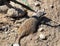 Meerkat on sand between rocks. Mongoose. Suricat suricatta in Zoo.
