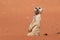 Meerkat sentinel on red sand