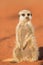 Meerkat sentinel on red sand, Kalahari dese