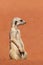 Meerkat sentinel on red sand, Kalahari desert, Namibia