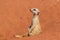 Meerkat sentinel on red sand, Kalahari desert, Namibia