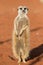 Meerkat sentinel on red sand Suricata suricatta