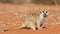 Meerkat sentinel on red sand watching at camera, Kalahari dese