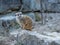 Meerkat sentinel & x28;Suricatta suricata& x29; in Opel zoo, KÃ¶nigstein im Taunus