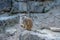 Meerkat sentinel & x28;Suricatta suricata& x29; in Opel zoo, KÃ¶nigstein im Taunus