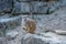 Meerkat sentinel (Suricatta suricata) in Opel zoo, KÃ¶nigstein im Taunus