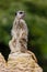 Meerkat sentry