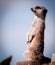 Meerkat Sentry