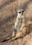 Meerkat Sentry Seated at Colony Entrance