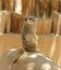 A Meerkat Sentry Sits on a Rock