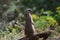 Meerkat Sentry Standing at Attention