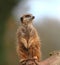 Meerkat Sentry (Suricata suricata)