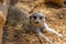 A Meerkat Showing a Very Inquisitive Expression
